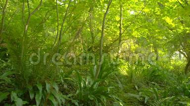 一片茂密森林中的野生蕨类植物和树叶的海洋